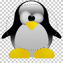 PSD PINGUIM LINUX